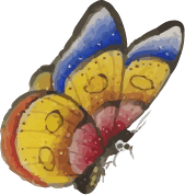 butterfly